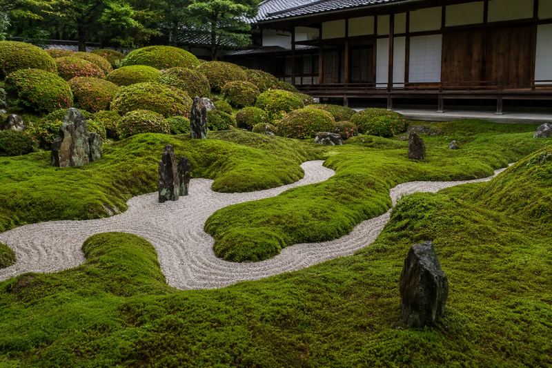 A quiet Kyoto temple garden in cherry blossom season, early morning
